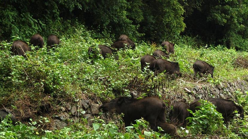 Farmers Get New Hope: PMFBY Covers Animal Attacks, Floods