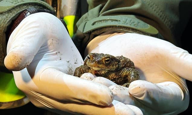 Poland's Frog Patrol Saves Thousands of Amphibians