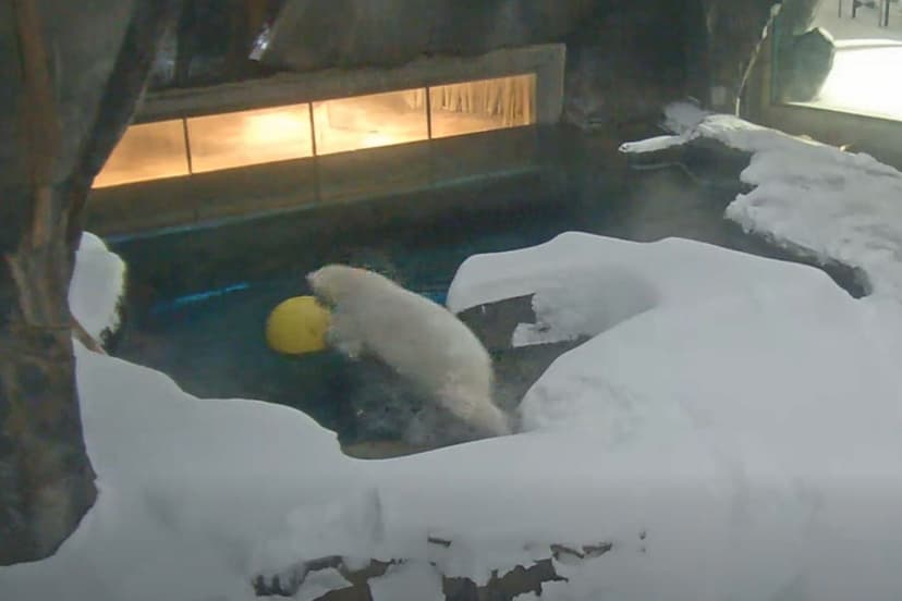 Polar Bear Frolics in Historic Missouri Snowstorm