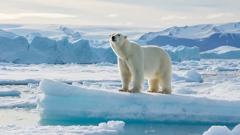 Polar Bears: Not White, Threatened, And Vital Arctic Keepers