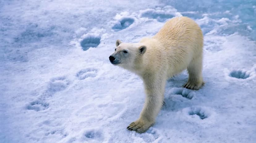 Polar Bears' Secret Weapon: Tiny Bumps Grip Ice