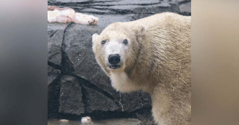 Snowflake the Polar Bear: A Long Life Celebrated
