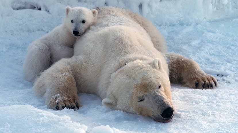 Polar Bears Get Fat Despite Melting Ice