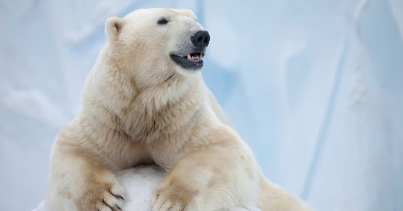 Polar Bears Near Towns: Not Starvation, Says Study