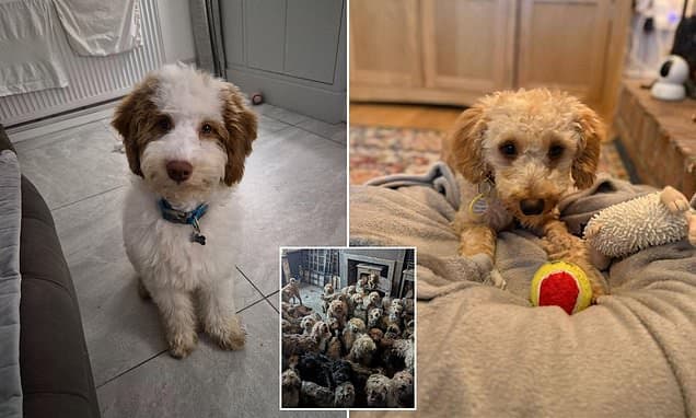 250 Poodles Rescued from Squalor Find New Homes
