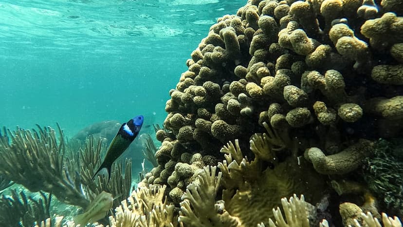 Eco-anxiety eased by uplifting climate wins