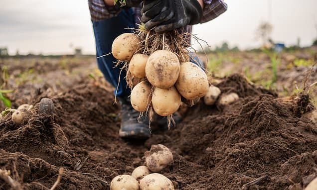 Spud-tacular Beauty: Waste Potato for Youthful Skin