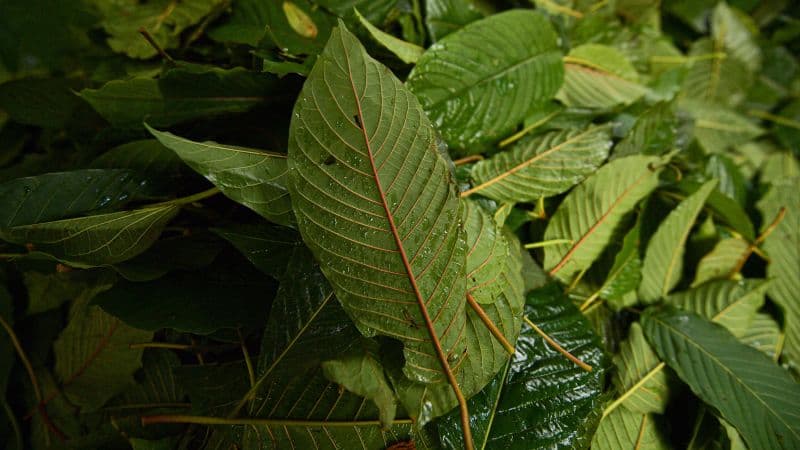 Deadly Kratom Derivatives Confirmed Near Student Deaths