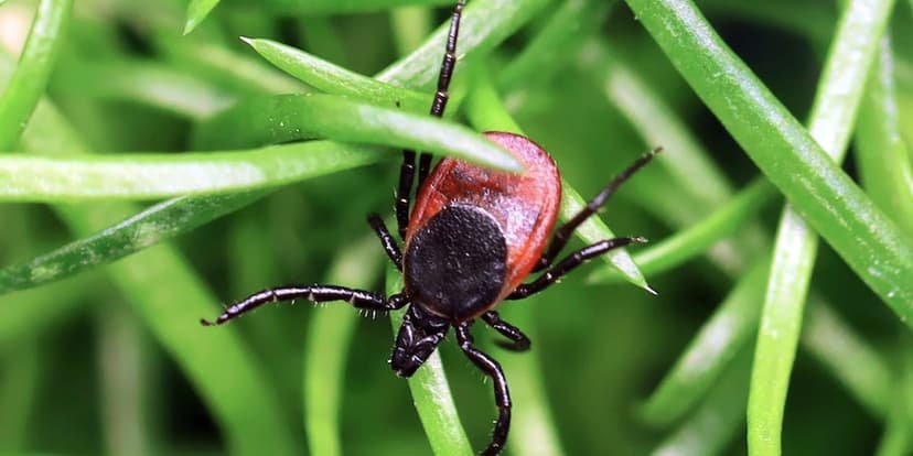 Deadly Tick Virus Spreading Faster Than Lyme