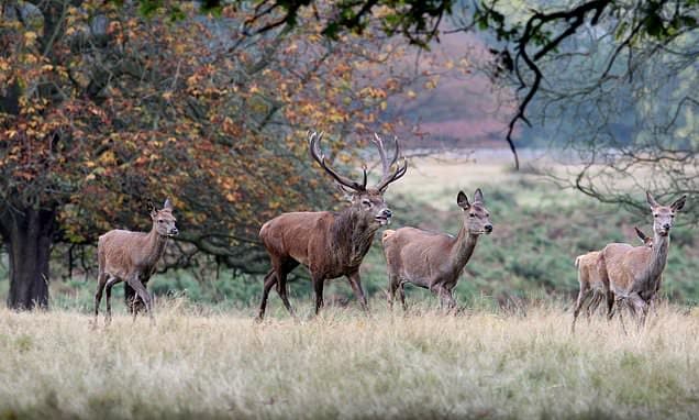 Predator Scent Scares Deer, Aids Forest Recovery