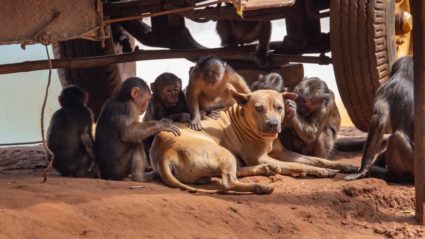 Chimps Groom Monkeys: Is This Pet-Keeping's Primate Past?