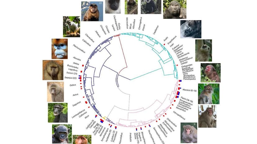 Same-Sex Behavior in Primates Linked to Survival