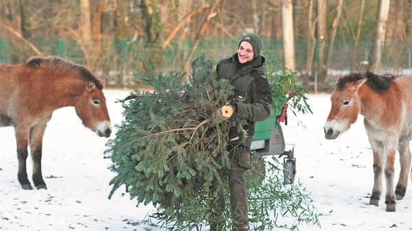 China's Wild Horse Comeback: 900+ Strong!