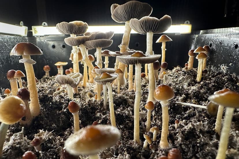 Psilocybin Therapy Shows Remarkable PTSD Remission in Veterans