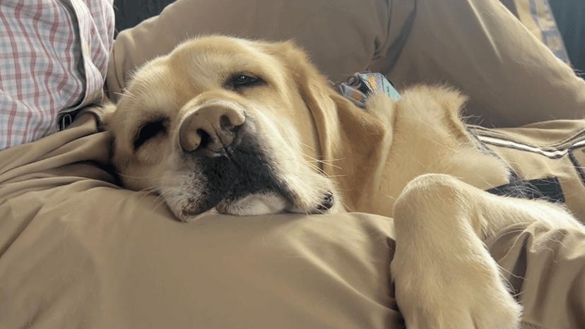 PTSD Service Dogs: Veterans' Unseen Battle Buddies