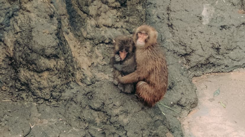 Tiny Monkey, Huge Fame: The Punch-kun Story