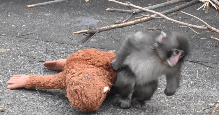 Monkey's Heartwarming Hug Goes Viral
