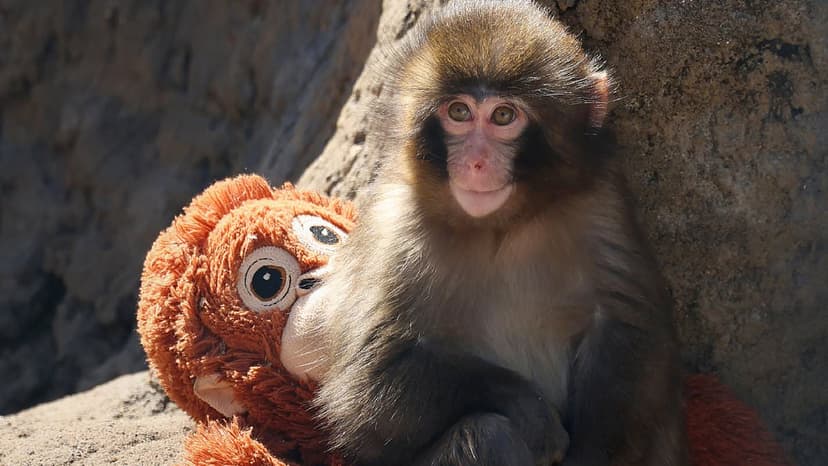 Viral Macaque Punch Faces Social Isolation