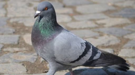 Fatal Pigeon Theft Misunderstanding: 19-Year-Old Beaten to Death