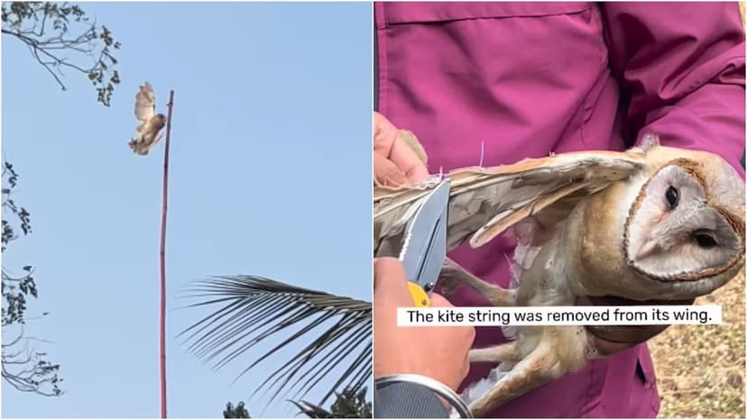 Owl Rescued From Kite String Danger