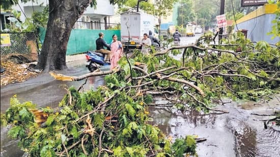 Pune Trees Fall: Experts Blame Urban Projects