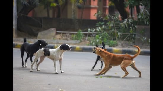 Punjab Dog Bites Surge: 3.34 Lakh Cases in 2025!