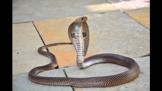 Punjab Declares Snakebites a Notifiable Event