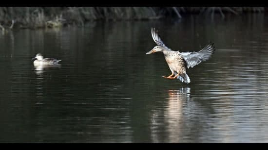 Punjab Wetlands See Alarming Drop in Migratory Birds
