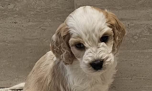 Puppy Farm's Cruelty Continues Despite Exposé