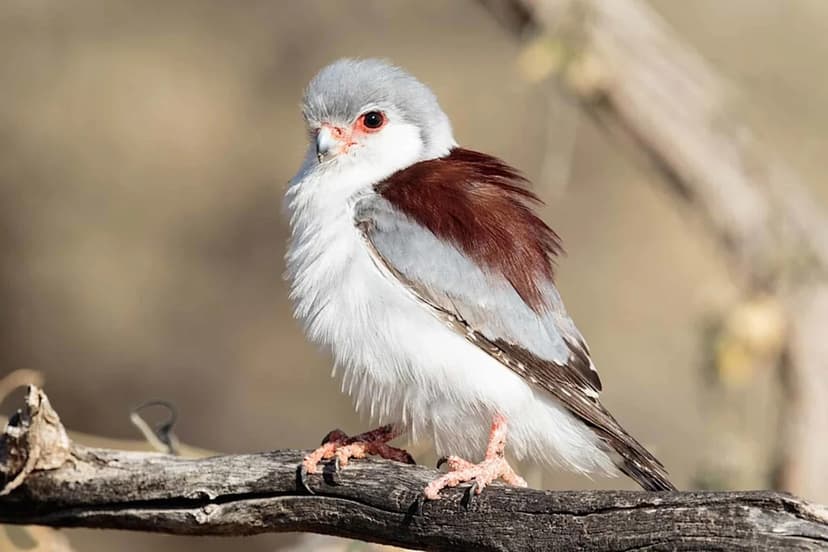 Tiny Falcon Redefines Raptor Territory Needs