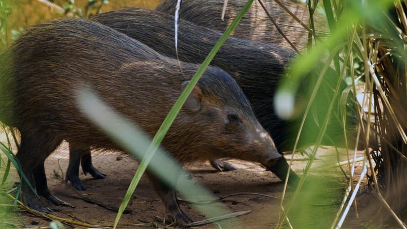 Critically Endangered Pygmy Hog May Get New Hope