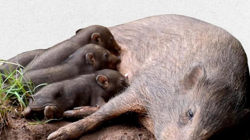 Endangered Pygmy Hog Population Soars