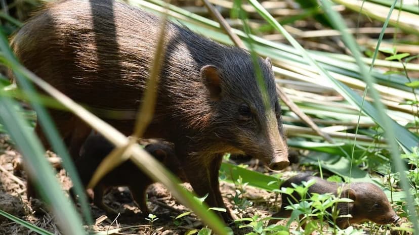 Tiny Pigs Return: 15 Released in India's Wilds