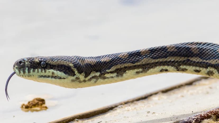 Python Surprise: Homeowner Trips Over Serpent In Dark