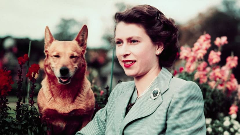 Queen's Corgis: A Life of Royal Pampering