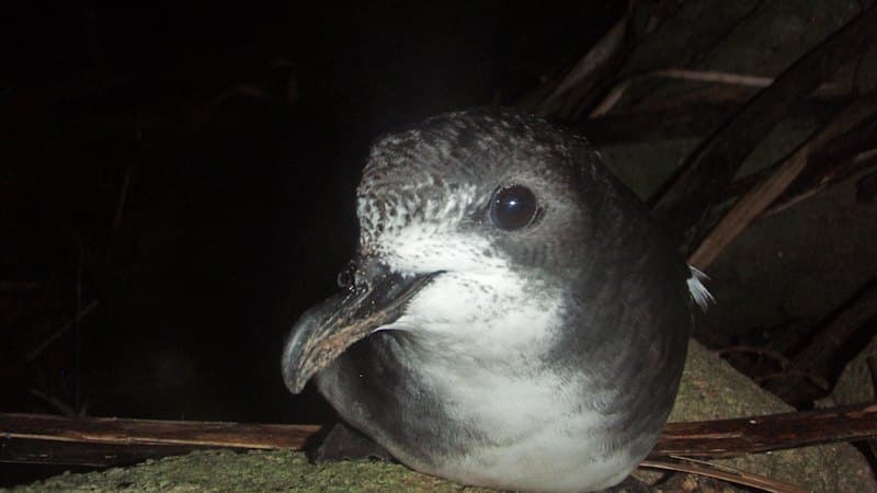 Queensland Bird Flu: First Case Confirmed Near Brisbane