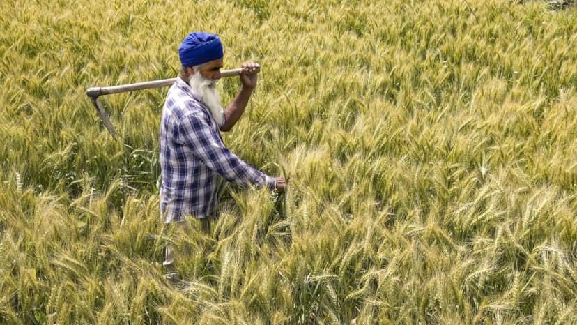 Rabi Crops Face Drought Threat as Rains Falter