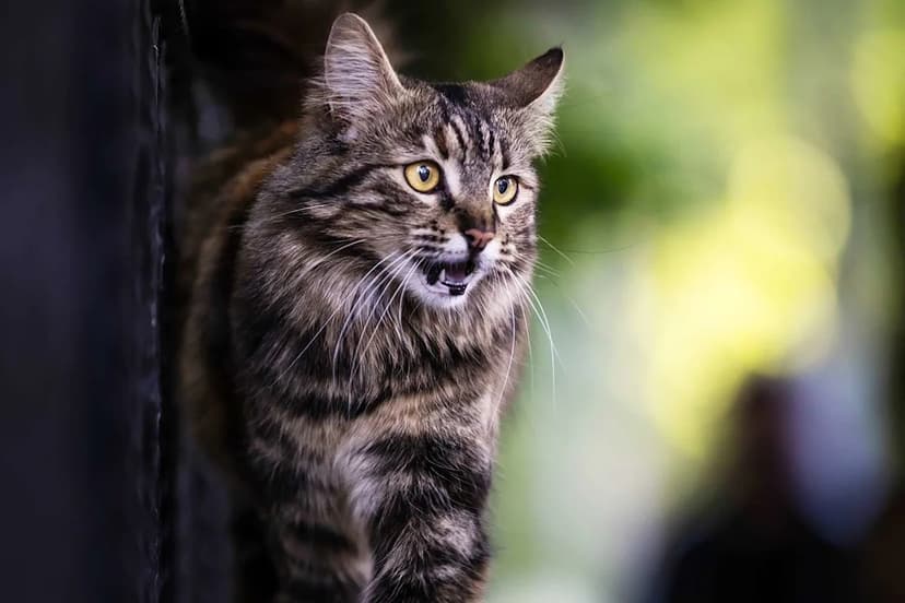 Rabid Cat Attacks Five, Puppy in Florida