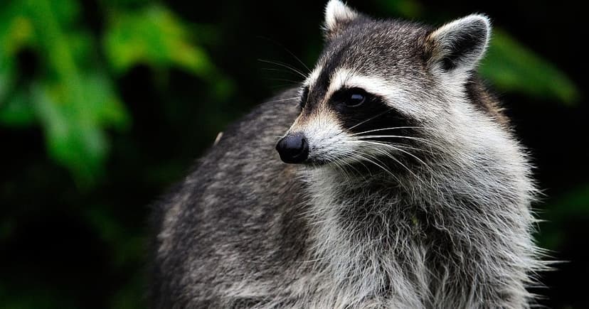 Rabies Alert: Raccoon Attack Sparks Health Concerns