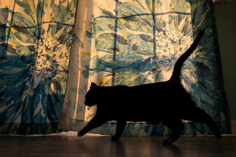 Rabies Alert: Cats Test Positive in Adams County