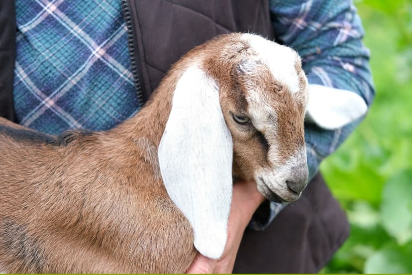 Baby Goats Test Positive for Rabies After Music Video Shoot