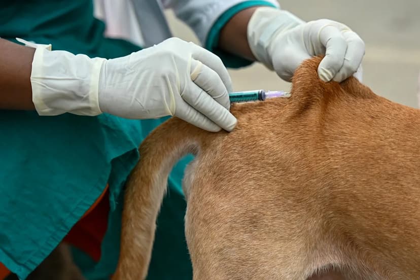 Rabies Vaccine Misinfo Puts Pets at Risk