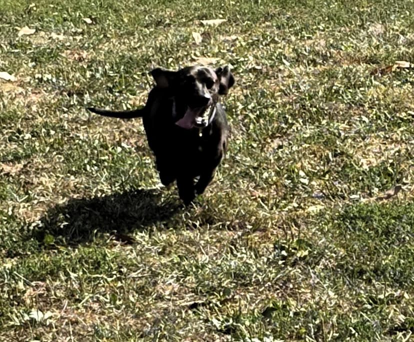 Rahway Unleashes New $435K Dog Park for Residents and Their Canine Companions