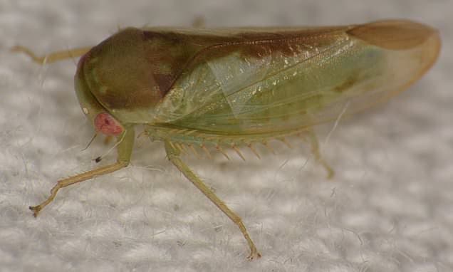 Rainforest Discoveries: New Frog-Like Insects Unveiled