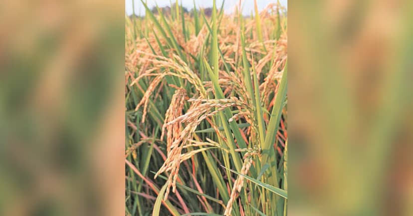 Rajasthan Crops at Risk: Delayed Monsoon Threatens Sowing