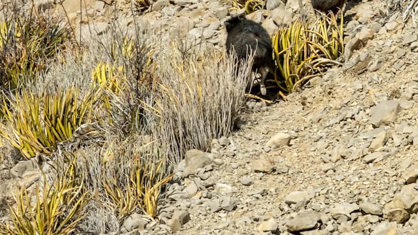 Invasive Pigs Threaten Rajasthan's Desert National Park