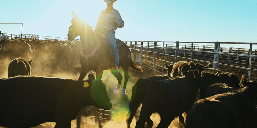 Ranchers Face Squeeze as Beef Prices Soar
