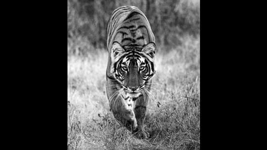 Ranthambore's Roar: A Tiger's Remarkable Comeback Story