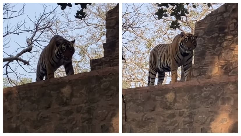 Ranthambore Tiger's Relaxed Wall Sighting Goes Viral