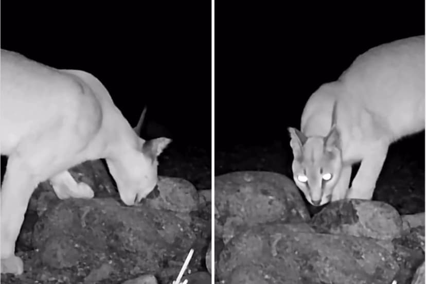 Critically Endangered Caracal Spotted in UAE